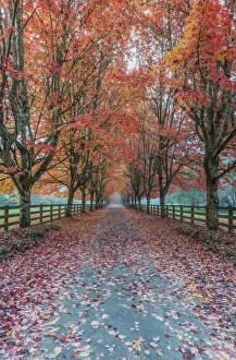 Prints of USA, Washington State, Snoqualmie. Autumn country lane Images Dated 2019 May: USA, Washington State, Snoqualmie. Autumn country lane