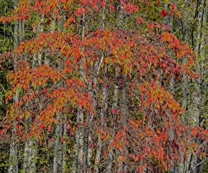 USA, Washington State, Snoqualmie cherry trees in red with backdrop of Alder Tree Trunks