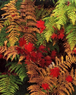 Adnt Prints: USA, Washington State, Snoqualmie Pass, View of Autumn branches at Mt