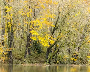 USA, Washington State, Snoqualmie River edged by Big Leaf Maple Trees in yellow