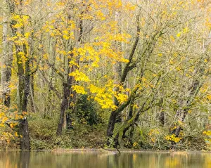 New Images August 2022 Prints: USA, Washington State, Snoqualmie River edged by Big Leaf Maple Trees in yellow