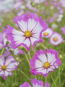 King County Prints: Usa, Washington State. Snoqualmie Valley, pink and white Garden cosmos in field on farm