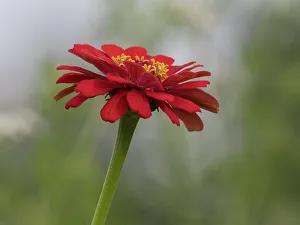 Usa, Washington State. Snoqualmie Valley, common Zinnia close-up