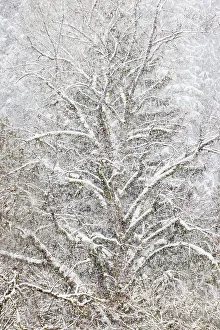 Snowing Prints: USA, Washington State. Snow falling on hardwoods and evergreen trees