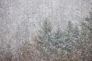 Snowing Prints: USA, Washington State. Snow falling on hardwoods and evergreen trees