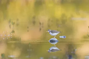 Images Dated 31st March 2020: USA, Washington State. A Spotted Sandpiper (Actitis macularius) on a pond rock perch