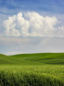 Images Dated 10th June 2015: USA, Washington State. Spring fields of wheat, peas and barley