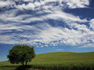 Landscape Prints: USA, Washington State. Spring fields of wheat, peas and barley