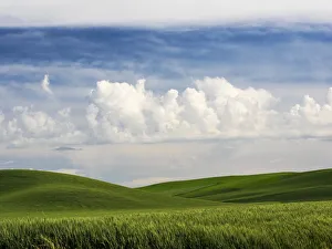 Images Dated 10th June 2015: USA, Washington State. Spring fields of wheat, peas and barley