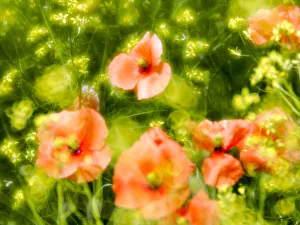 Images Dated 2021 April: USA, Washington State, Spring Fire Poppies