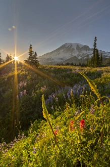 Subalpine Prints: USA, Washington State. Starburst setting sun, subalpine wildflowers and Mt