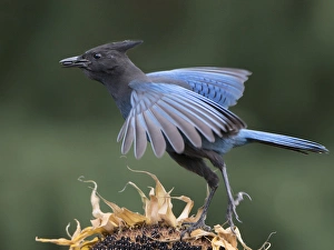 Images Dated 3rd October 2016: USA. Washington State. Stellers Jay (Cyanocitta stelleri) flies from a sunflower