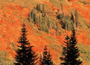 Stevens Pass Prints: USA, Washington State, Stevens Pass, Blueberry bushes with fir tree in silhouette
