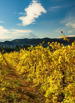 Hood Prints: USA, Washington State, Stevenson. Morning light on the changing fall colors of a Columbia