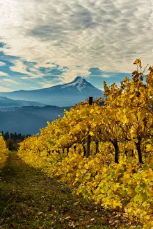 Images Dated 12th June 2020: USA, Washington State, Stevenson. Morning light on the changing fall colors of a Columbia