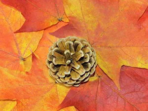 Pine Cone Prints: USA, Washington State. Still-life of pine cone and autumn colored maple leaves