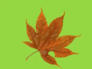 Images Dated 29th June 2023: USA, Washington State. Still-life of red Maple leaf on lime colored background