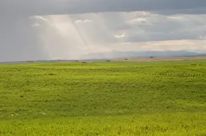 USA, Washington State. Storm clouds and sunrays over wheat fields in May