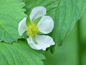 Strawberry Prints: USA, Washington State. Strawberry blossom