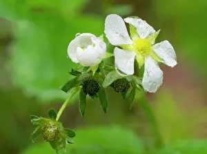 Strawberry Prints: USA, Washington State. Strawberry blossoms