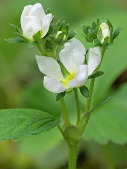 Strawberry Prints: USA, Washington State. Strawberry blossoms
