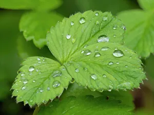 Droplet Prints: USA, Washington State. Strawberry leaves with raindrops