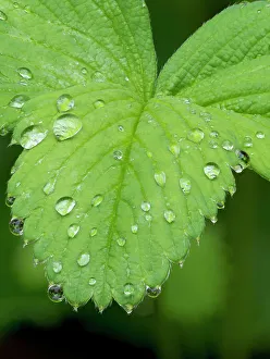 Droplet Prints: USA, Washington State. Strawberry leaves with raindrops