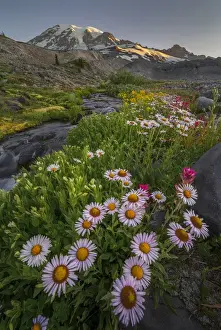 Images Dated 1st July 2015: USA, Washington State. Subalpine (Mountain) Daisy (Erigeron peregrinus) and other