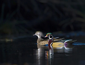 Images Dated 2nd November 2010: USA, Washington State. Sunlit male and female Wood Ducks (Aix sponsa) in breeding plumage on a calm