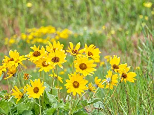 Full Prints: USA, Washington State, Table Mountain, Arrowleaf Balsamroot in full bloom