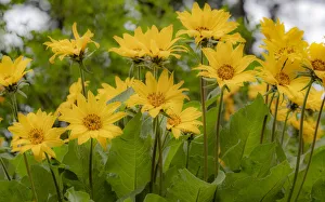 USA, Washington State, Table Mountain eastern Cascade Mountains Balsamroot