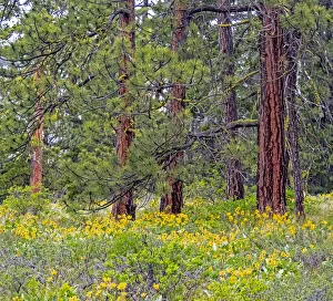 USA, Washington State, Table Mountain eastern Cascade Mountains Balsamroot and Lupine amongst Ponderosa Pine