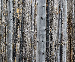 USA, Washington State, Table Mountain eastern Cascade Mountains forest fire effects on forest