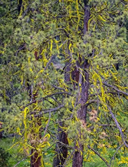 USA, Washington State, Table Mountain eastern Cascade Mountains yellow lichen on Ponderosa Pine