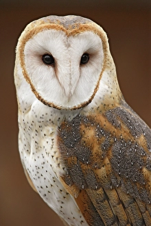 USA, Washington State, Tacoma. Close-up of barn owl at Point Defiance Zoo. ©Don Paulson / Jaynes Gallery / DanitaDelimont.com