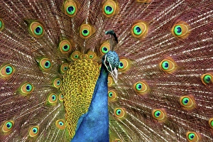 Images Dated 13th October 2023: USA, Washington State, Tacoma. Close-up of displaying peacock at Point Defiance Zoo