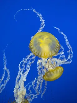 Pierce County Prints: USA, Washington State, Tacoma, Point Defiance Zoo. Jellyfish in tank