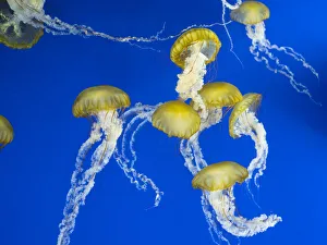 USA, Washington State, Tacoma, Point Defiance Zoo. Jellyfish in tank