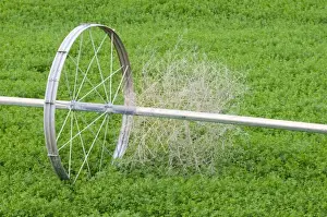 Images Dated 25th May 2008: USA, Washington State. Tumbleweed and irrigation sprinkler