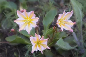 USA, Washington State. Tweedys Lewisia (Lewisia tweedyi), a showy eastern Washington