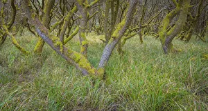 Images Dated 4th October 2021: USA, Washington State, Twin Harbors State Park. Shore pine trees and European beachgrass