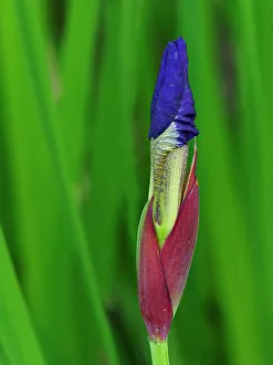 Images Dated 1st September 2022: Usa, Washington State, Underwood. Iris flower bud