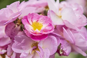 Images Dated 25th September 2019: USA, Washington State, Vancouver. Roses in a garden in Vancouver, Washington