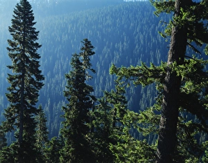 Images Dated 15th February 2013: USA, Washington State, View of Mount Rainier National Park