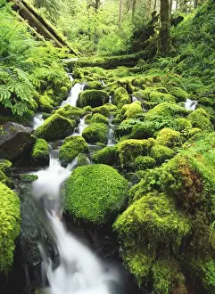 USA, Washington State, View of Olympic National Park with moss covered rocks