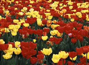 Mt Vernon Prints: USA, Washington State, View of tulip field at Mt. Vernon