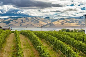 USA, Washington, Walla Walla, vineyard