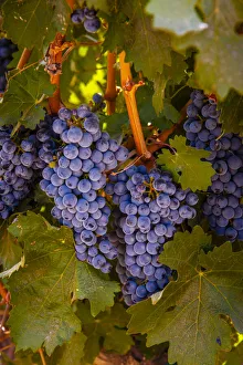 USA, Washington, Walla Walla, vineyard