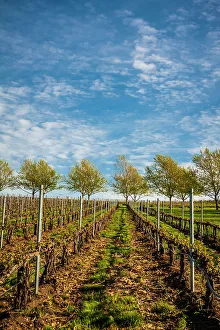 USA, Washington State, Walla Walla. Spring light on Figgins Estate Vineyard. (Editorial Use Only)