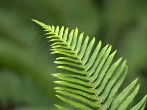 Images Dated 26th July 2019: USA, Washington State. Western Sword Fern